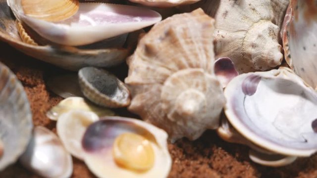 A lot of sea mollusks shells are rotating smoothly. Different types and kinds. Pearl production