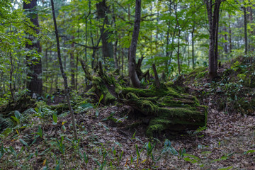 forest