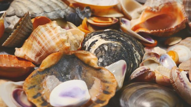 A lot of sea mollusks shells are rotating smoothly. Different types and kinds. Pearl production
