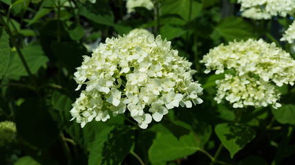 white hortensia blooms in the garden close-up