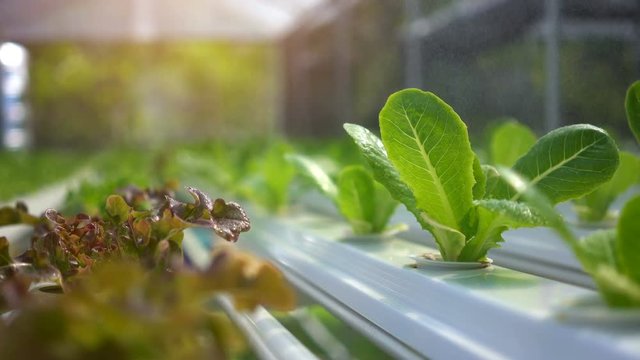 Modern vegetable farm, Water springer, spray watering to hydroponics organic vegetable farm.