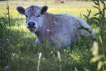 Galloway bull lies in the shade in a meadow