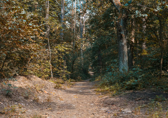 forest