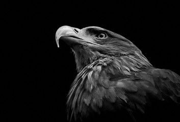 Nahaufnahme eines Steinadlers (Aquila chrysaetos) isoliert auf schwarzem Hintergrund