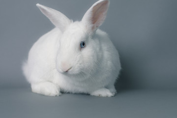 Gorgeous white baby bunny rabbit with huge ears on a seamless gray background