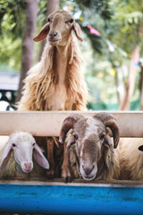 many sheep eating food from human hand in the farm.