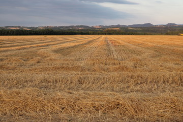 Campo di grano