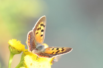 little butterfly, 