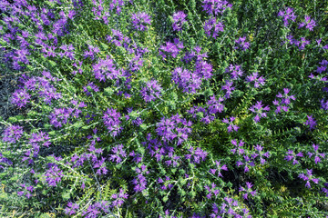 Wild thyme bushes (Thymus Vulgaris) blooms in small purple flowers. Greece. Bright sunny day. Selective focus.