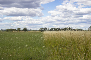 divided - short and long meadow