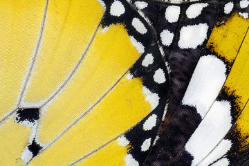 Macro Butterfly wing background, Danaus chrysippus