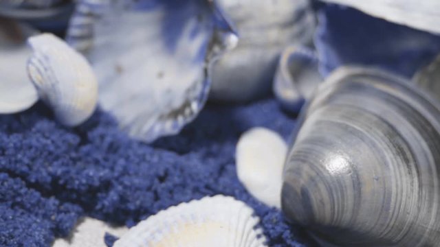 A lot of sea mollusks shells are rotating smoothly. Different types and kinds. Pearl production
