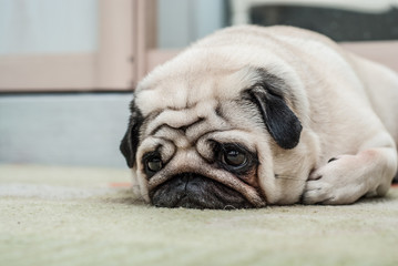 The sad pug lies on the floor and looks into the distance