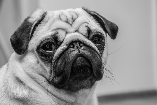 Black-and-white portrait of a serious pug