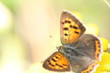 little butterfly, 