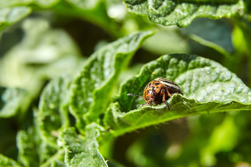 Leptinotarsa decemlineata. Adult striped Colorado beetle eating young green potato leaves. Invasion of pests on farmland. Parasites destroy a crop in the field.