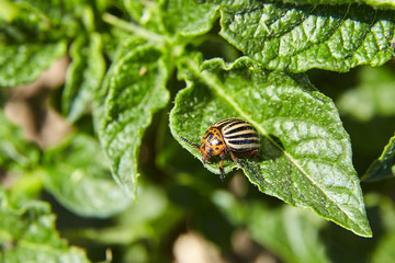 Leptinotarsa decemlineata. Adult striped Colorado beetle eating young green potato leaves. Invasion of pests on farmland. Parasites destroy a crop in the field.