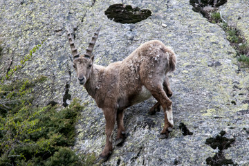 Cervo