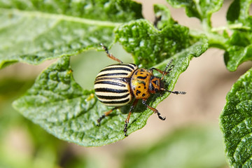 Leptinotarsa decemlineata. Adult striped Colorado beetle eating young green potato leaves. Invasion of pests on farmland. Parasites destroy a crop in the field. - obrazy, fototapety, plakaty