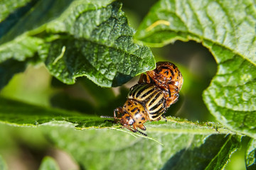 Leptinotarsa decemlineata. Adult striped Colorado beetle eating young green potato leaves. Invasion of pests on farmland. Parasites destroy a crop in the field.
