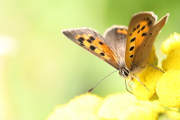little butterfly, Lycaena phlaeas