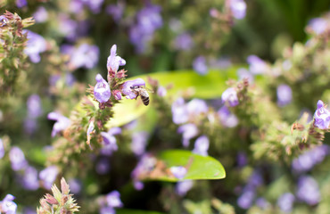 Bee sitting on the purple Salvia flower. Salvia officinalis has numerous common names, the best-known is sage, common sage, garden sage and so on.