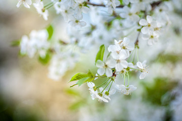 Cherry blossoms against a blue sky