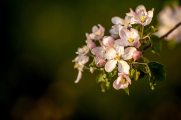 Obraz premium Close up apple blossom white flowers and blue sky spring background