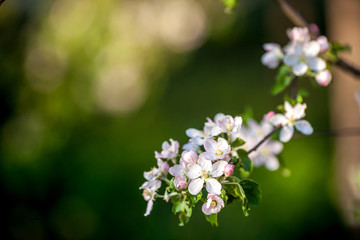 Close up apple blossom white flowers and blue sky spring background