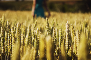 Wheat field on the background of a gentle girl who hands touches the spikelets of wheat