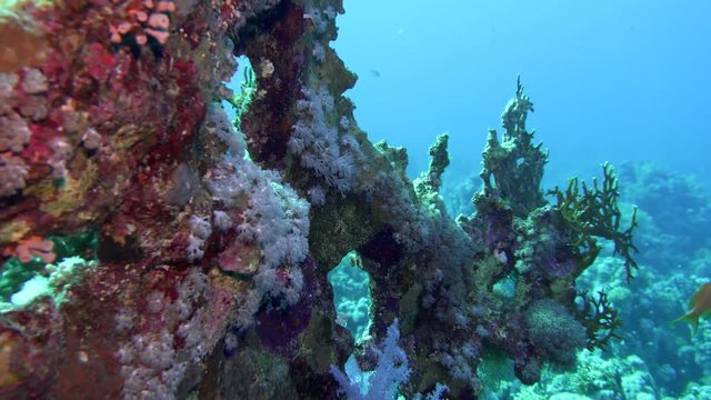 Net Fire Coral Millepora dichotoma , Glare of sunlight on colorful corals near the water surface.