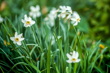 Close-up of a Field of White and Yellow Daffodils in Amsterdam, Netherlands