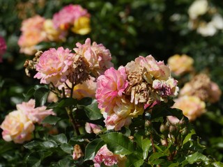 Rose bush with yellow rose flowers, partially withered, partly in full bloom. Other similar flowers in the blurred and very blurred background