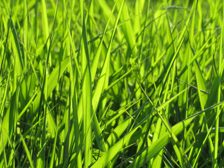 Fototapeta na wymiar Vivid green grass close-up, morning sunlight. Fresh bright nature background