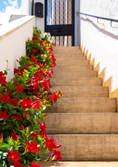 old buildings up-going stairs full with red flowers in the pots on white wall background
