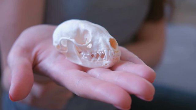 Skull of a marten on a woman's hand close-up.