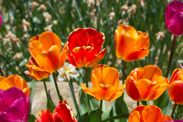 Colorful tulip flowers bloom in the garden