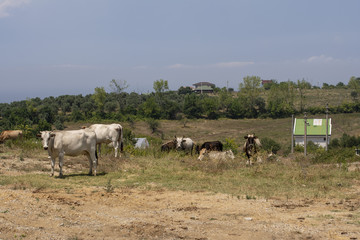 Bahçede gezinen hayvanlar