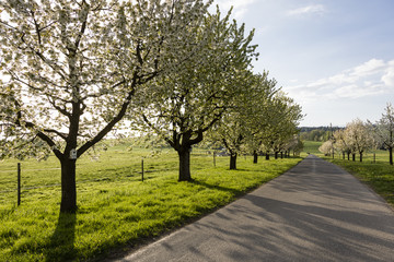 On a street in central Switzerland are blooming apple trees in a row