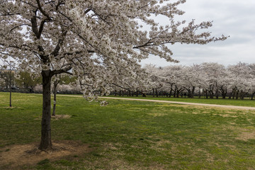 Almonds trees blooming