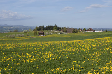 Farm in central Switzerland on a sunny spring day near Nottwil. In the foreground a meadow full of dandelions