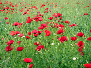 Red poppy flowers