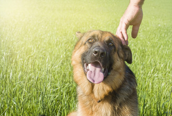 German shepherd stroking his master's hand outdoors in a field.