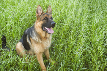 German shepherd resting and walking outdoors in a field.