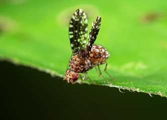 Macro Photo of Little Spotted Fly or Trypetisoma sticticum on Green Leaf