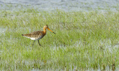 Pfuhlschnepfe im frischen grünen Gras