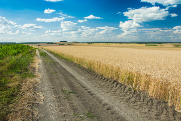 Fototapeta na wymiar Sandy road through fields