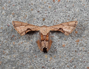 Macro Photo of Strange Brown Moth on Wall