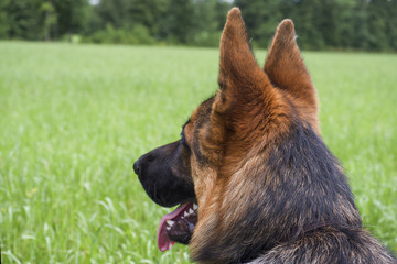 German shepherd resting and walking outdoors in a field.