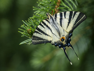 Morning macro photo of Swallow tail 'Iphiclides podalirius' butterfly on a green needle of a Christmas tree.